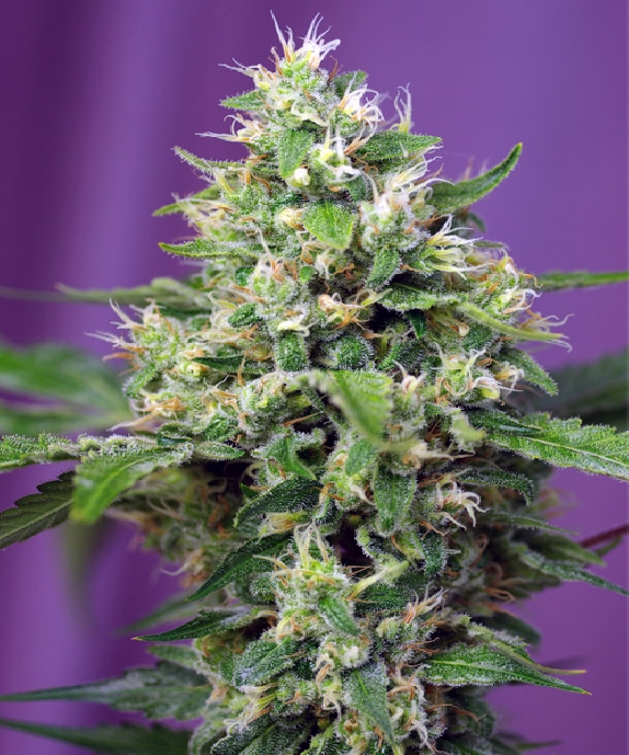 Blow Mind Auto Cannabis Seeds