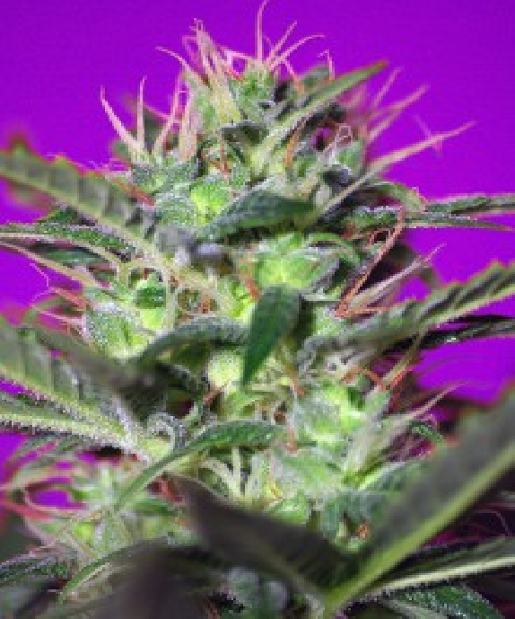 Botafumeiros Cannabis Seeds