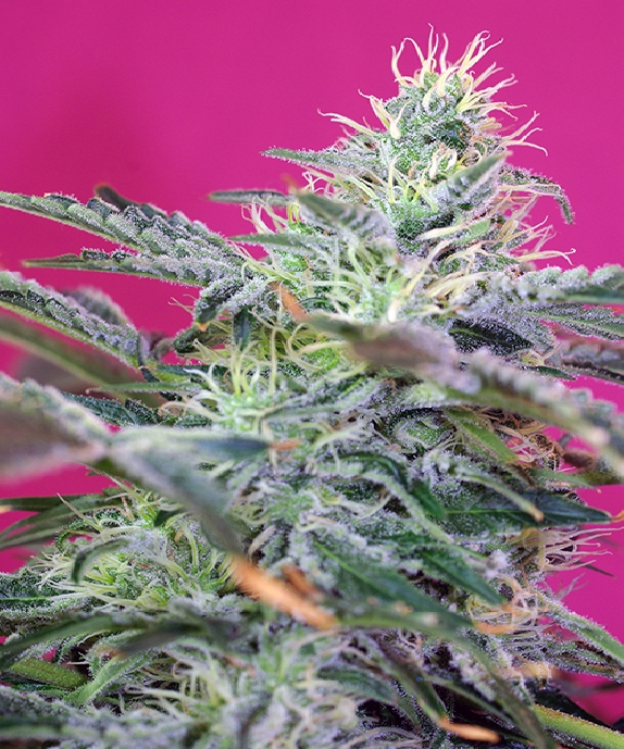 Sweet Cheese Auto Cannabis Seeds