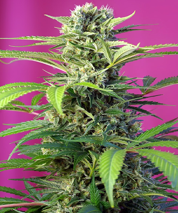 Chem Beyond Diesel CBD Cannabis Seeds