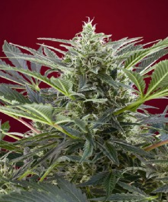 Cream 47 Cannabis Seeds