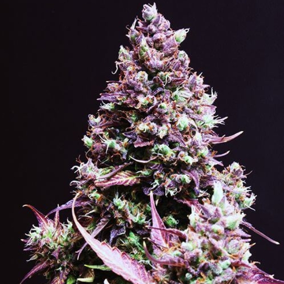 Cream Caramel Auto Cannabis Seeds