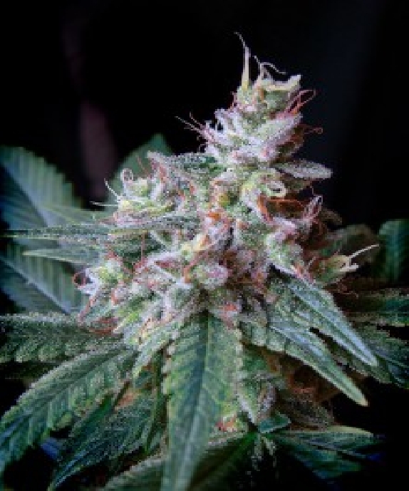 Cream Caramel F1 Fast Version Cannabis Seeds