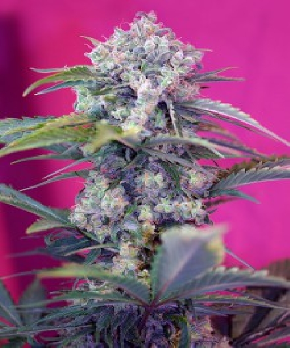 Cream Mandarin Auto Cannabis Seeds