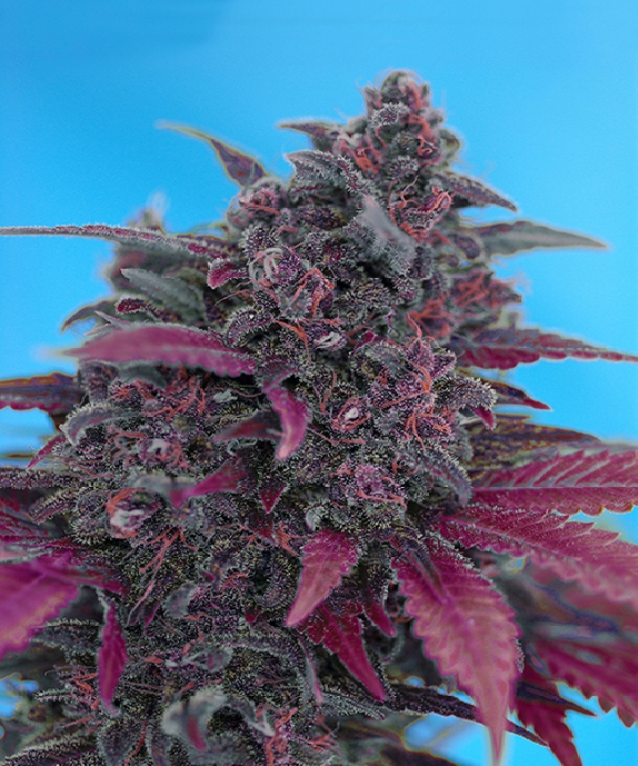 Dark Devil Auto Cannabis Seeds