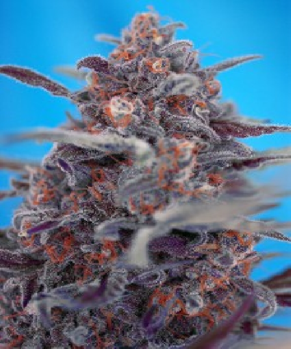 Devil Cream Auto Cannabis Seeds