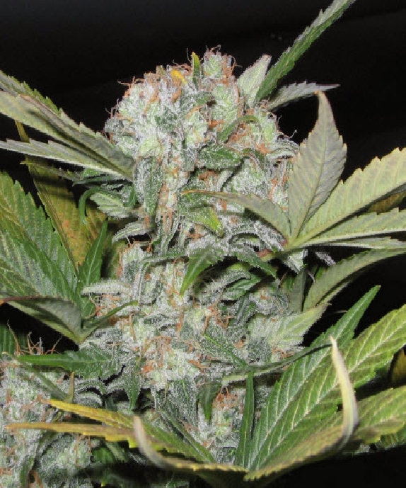 Fast Bud #2 Auto Cannabis Seeds