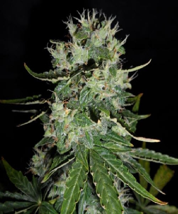 Fast Bud Auto Cannabis Seeds