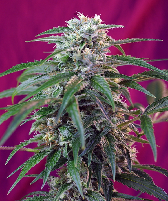 Green Poison Auto Cannabis Seeds