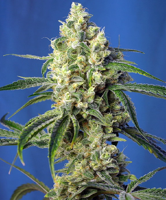 Green Poison CBD Cannabis Seeds