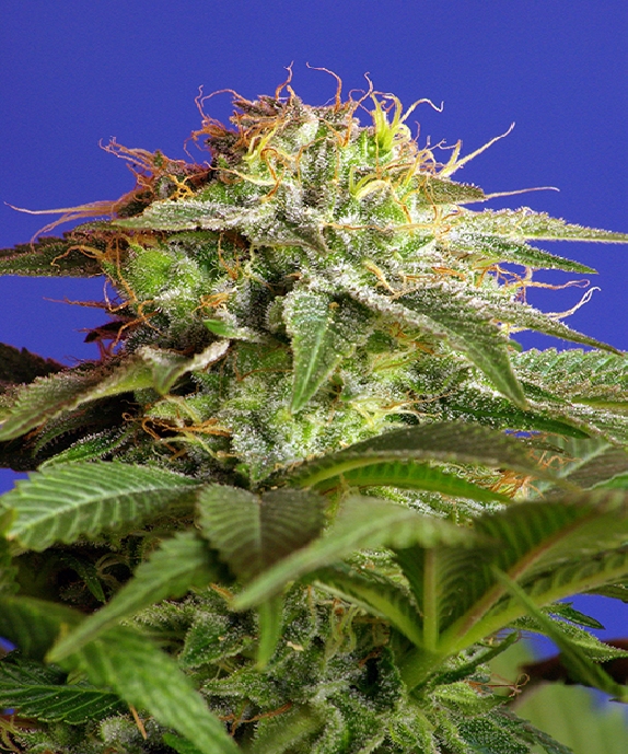 Green Poison F1 Fast Version Cannabis Seeds