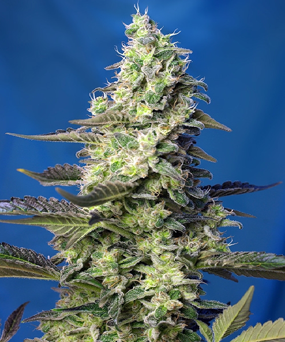 Green Poison XL Auto Cannabis Seeds