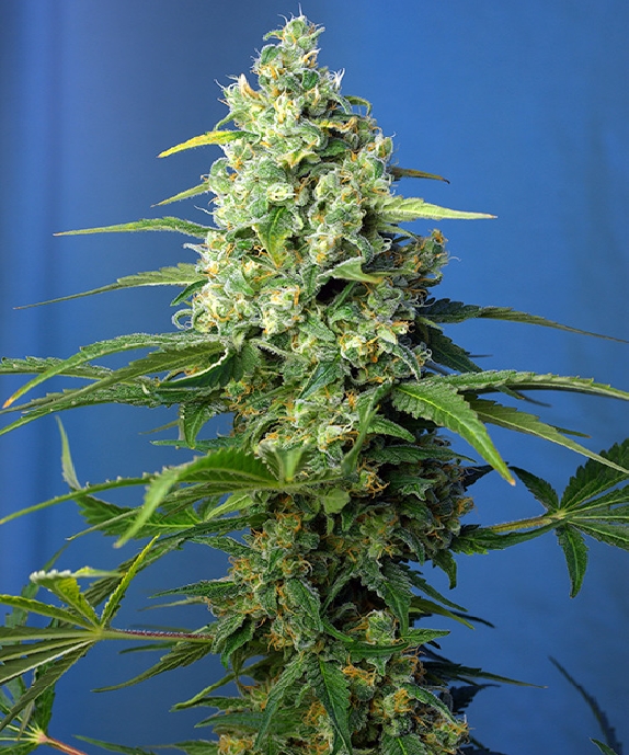 Honey Peach Auto CBD Cannabis Seeds