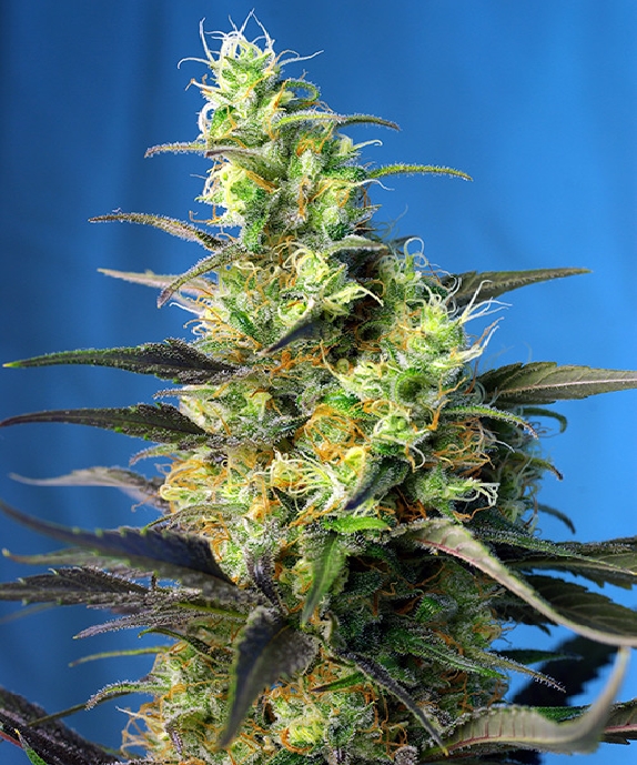 NYC Diesel CBD (AKA Ice Cool CBD) Cannabis Seeds