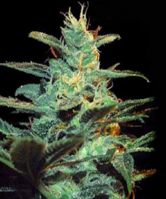 Ice Cool (was NYC Diesel) Cannabis Seeds