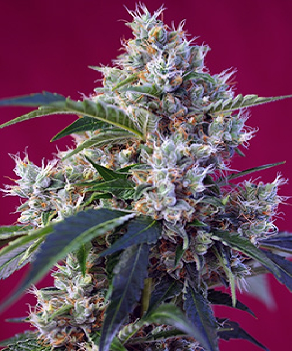 Indigo Berry Kush Cannabis Seeds