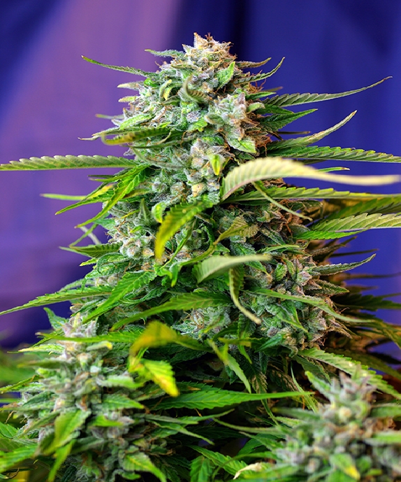Jack 47 Auto Cannabis Seeds