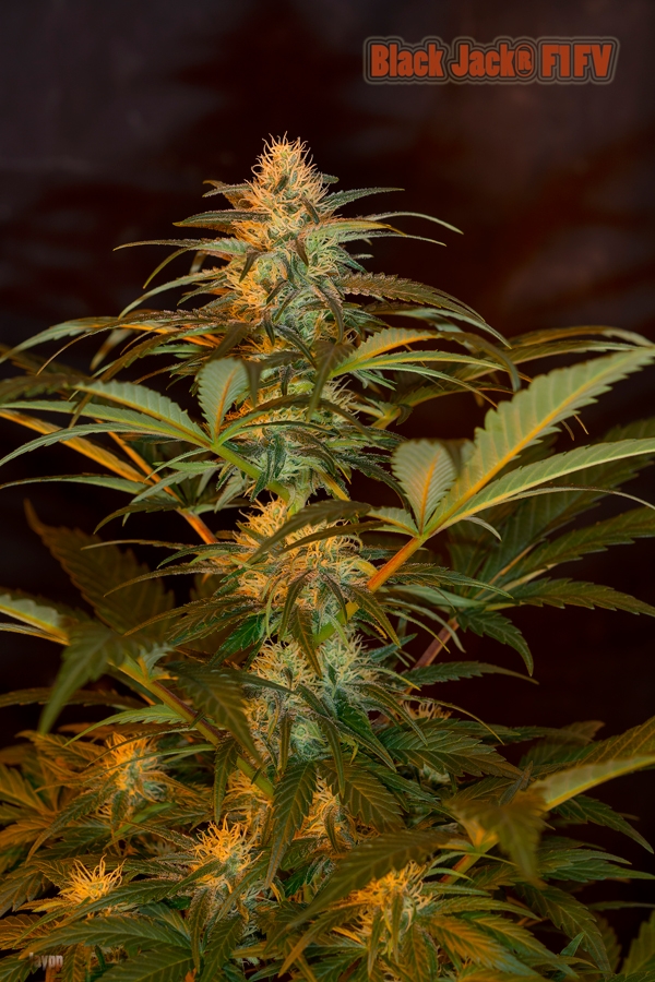 Jack 47 F1 Fast Version Cannabis Seeds