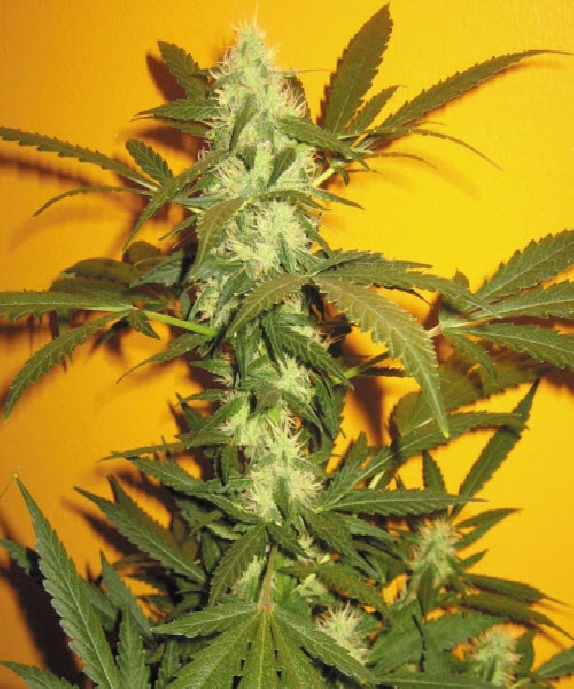 Jack 47 Cannabis Seeds