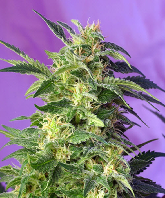 Killer Kush Auto Cannabis Seeds