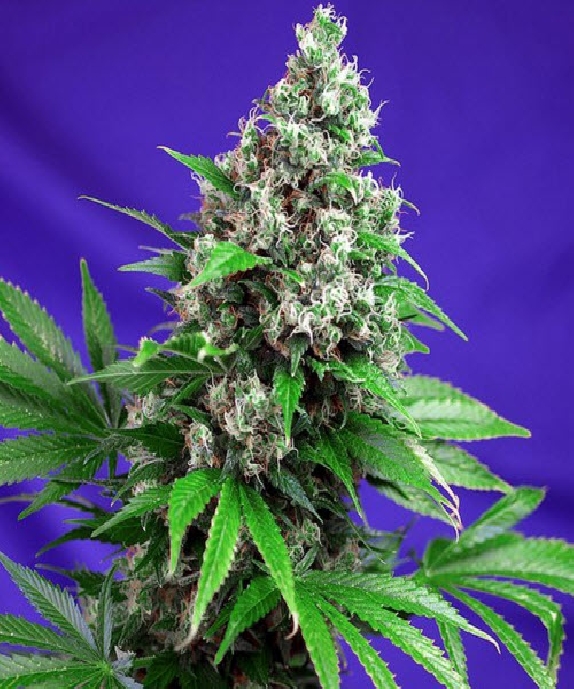 Killer Kush F1 Fast Version Cannabis Seeds