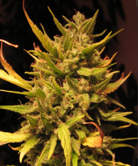 Psicodelicia Cannabis Seeds