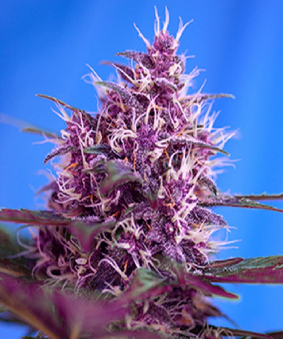 Red Poison Auto Cannabis Seeds