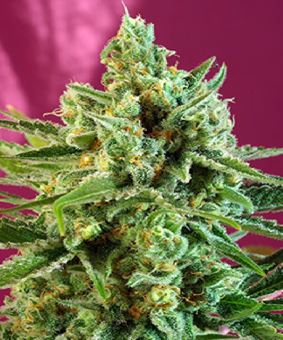 S.A.D Sweet Afghani Delicious CBD Cannabis Seeds