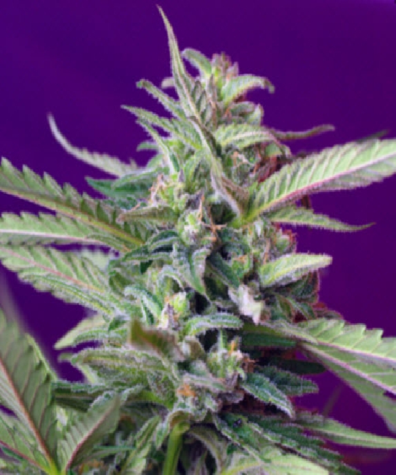 S.A.D. Sweet Afgani Delicious Auto Cannabis Seeds