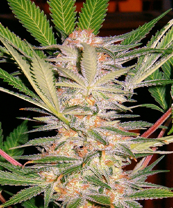 S.A.D. Sweet Afgani Delicious Cannabis Seeds