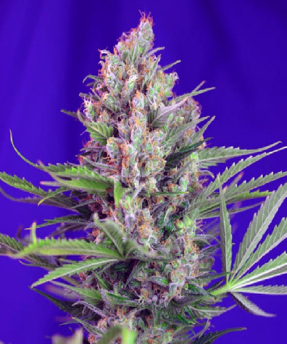 Cream Mandarine F1 Fast Version Cannabis Seeds