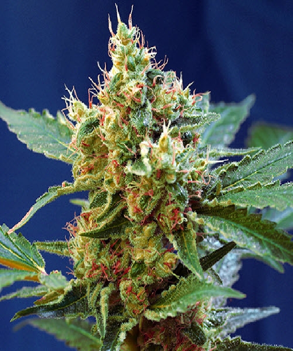 Cream Manderine XL Auto Cannabis Seeds