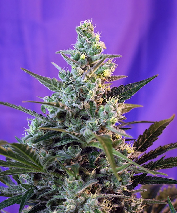 Sweet Skunk Auto Cannabis Seeds