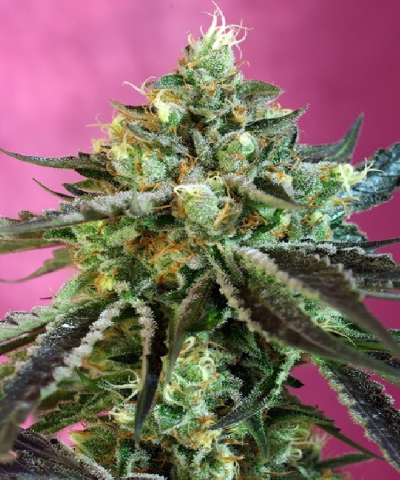 Sweet Nurse Auto CBD Cannabis Seeds