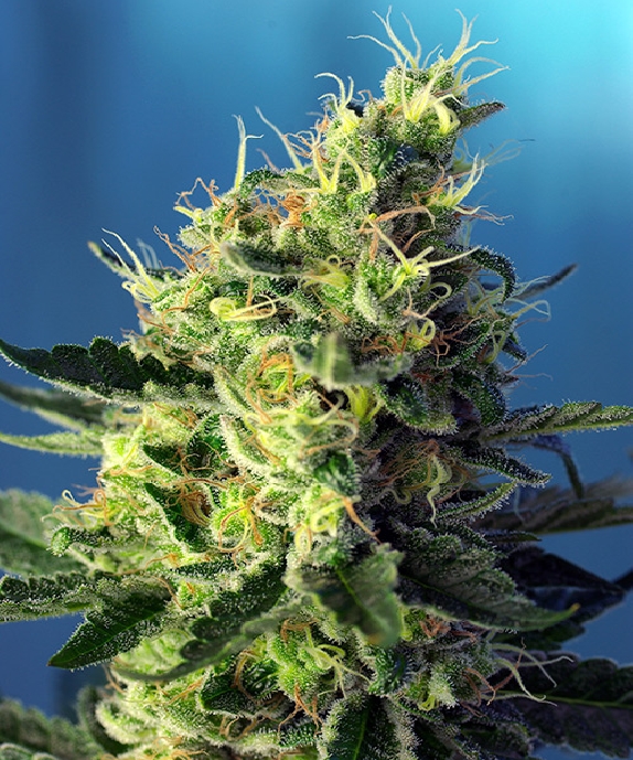 Sweet Pure CBD Cannabis Seeds