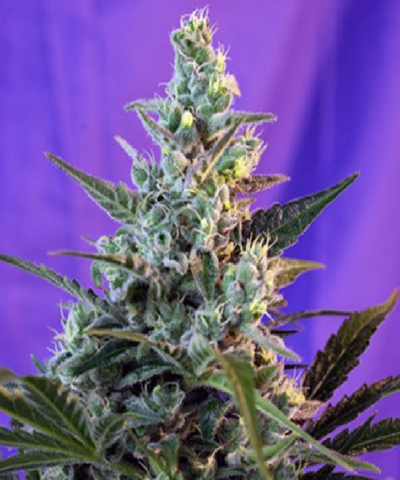 Sweet Skunk F1 Fast Version Cannabis Seeds