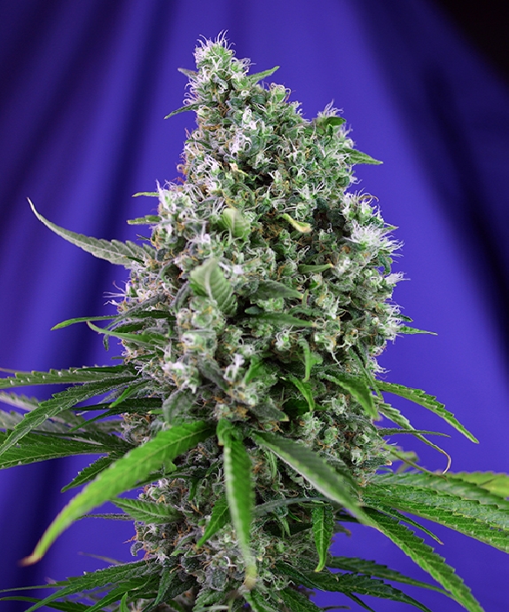 Sweet Trainwreck Auto Cannabis Seeds