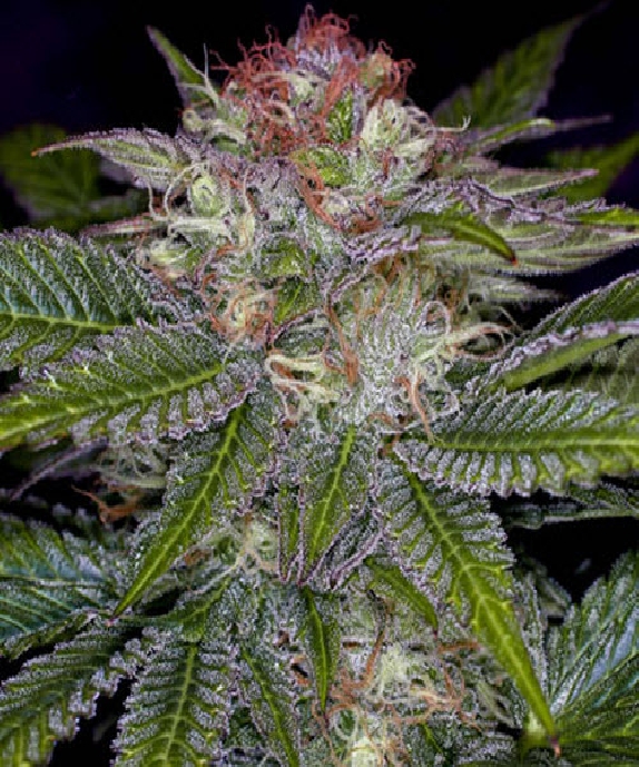 Deep Purple Cannabis Seeds