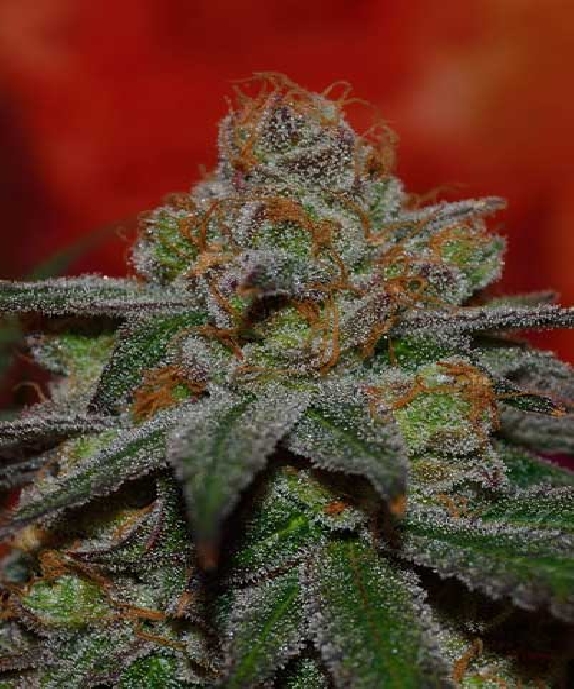 Grape Lime Ricky Cannabis Seeds