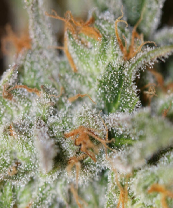 Jack Straw Cannabis Seeds