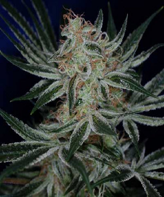 Jack The Ripper Cannabis Seeds