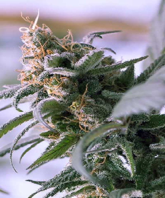 Lemon Stilton Cannabis Seeds