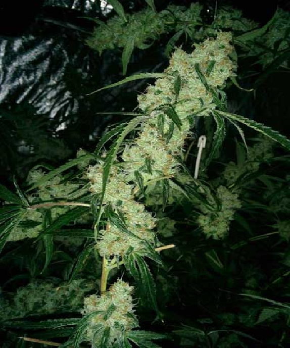 Nepali Queen Cannabis Seeds