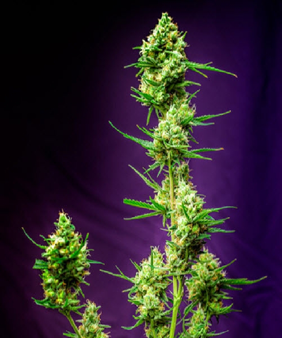 Nurse Jackie Cannabis Seeds