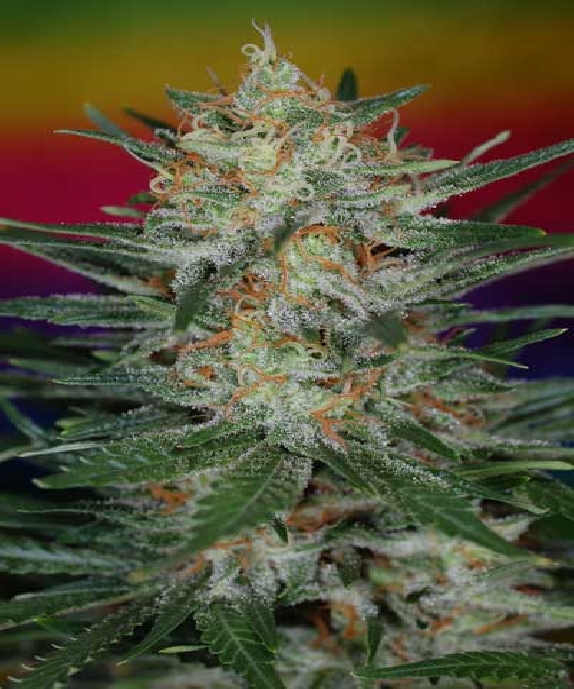 Scarlet Queen Cannabis Seeds