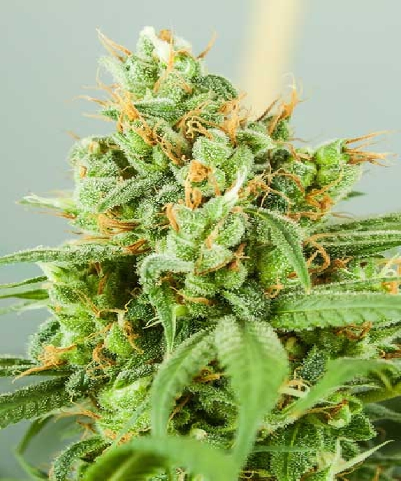 Strawberry Daiquiri Cannabis Seeds