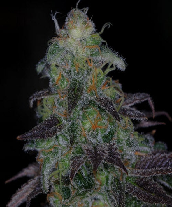 Timewreck Cannabis Seeds