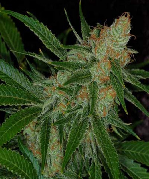 Vortex Cannabis Seeds