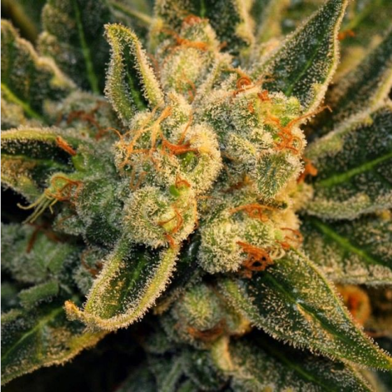 Bubblegum Cannabis Seeds