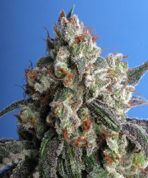 Burmese Kush Cannabis Seeds